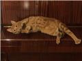 SARMAN EVCİL KEDİ