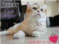 British Shorthair Ve Scottish Fold Oğullarımız Eşini Arıyor ( I Z M I R )