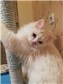 Chinchilla oğlumuz için eş arıyoruz İstanbul Pendik