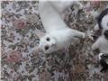 Genc  disi beyaz kedim yuvasini ariyor