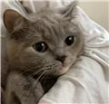 ücretsiz sahiplendirme dişi british shorthair