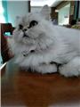 Chincilla Silver kızımıza eş arıyoruz