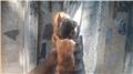 3 annesiz 10 günlük kedi evlerini arıyor