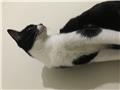 1.5 YAŞINDA DİŞİ SMOKİN KEDİMİ SAHİPLENDİRMEK ZORUNDAYIM