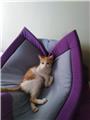 PALETLERİN ALTINDAN SON ANDA KURTARILAN KIZIL ELMA KEDİMİZE ÖMÜRLÜK YUVA
