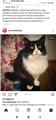 Kısır dişi kedi