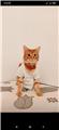 ACİL KEDİ SAHİPLENDİRME