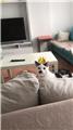 11 AYLIK SMOKİN TEKİR KEDİ ERKEK