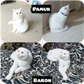 Scottish Fold ve Scottish Straight iki erkek kedim için eş arıyorum sadece kendi evimde misafir edeceğim
