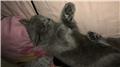 British shorthair dişi kedime yuva arıyorum.
