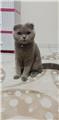 Scottish Fold oğluma Eskişehir sınırları içinde eş arıyorum. 2019 ocak doğumlu oğlum Tostos' a British Shorthair dişi eş arıyorum.