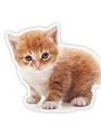 Anne kedi arıyorum acil