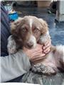 Trixi is looking for a new home