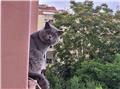 Britishshorthair yuva arıyorum