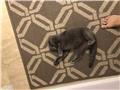 Scottish Fold Kedimize Es ariyoruz