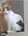 2 KEDİ SAHİPLENDİRMEK DURUMUNDAYIM