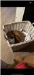 2 aylık erkek kedi yeni yatağı , kapaklı kum kutusu , mama kabı ile birlikte vereceğim