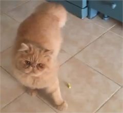 PERSİAN ERKEK KEDİM SİMBA YA PERSİAN EŞ ARIYORUM
