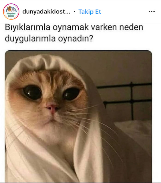 Gördüğünüz Anda Yüzünüzde Kesinlikle Tebessüm Oluşturacak 27 Evcil