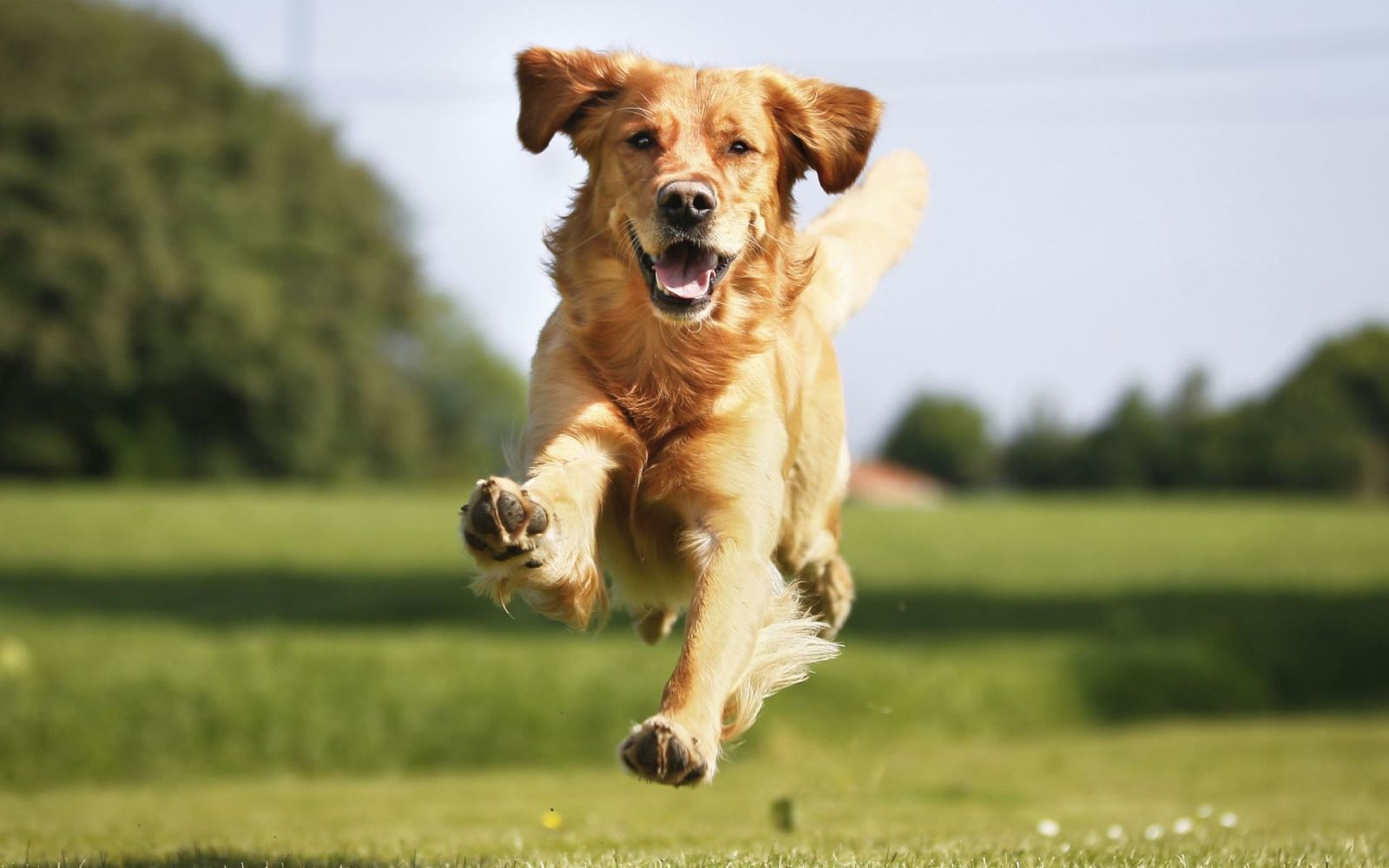 köpekler sabah ezanında neden ulur