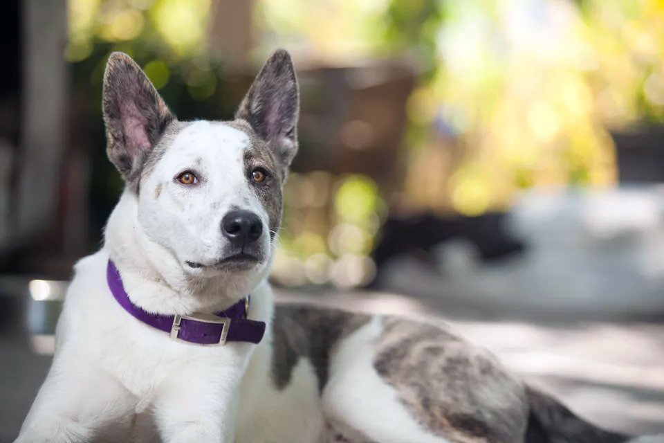 Köpeklerde Kurşun Zehirlenmesi