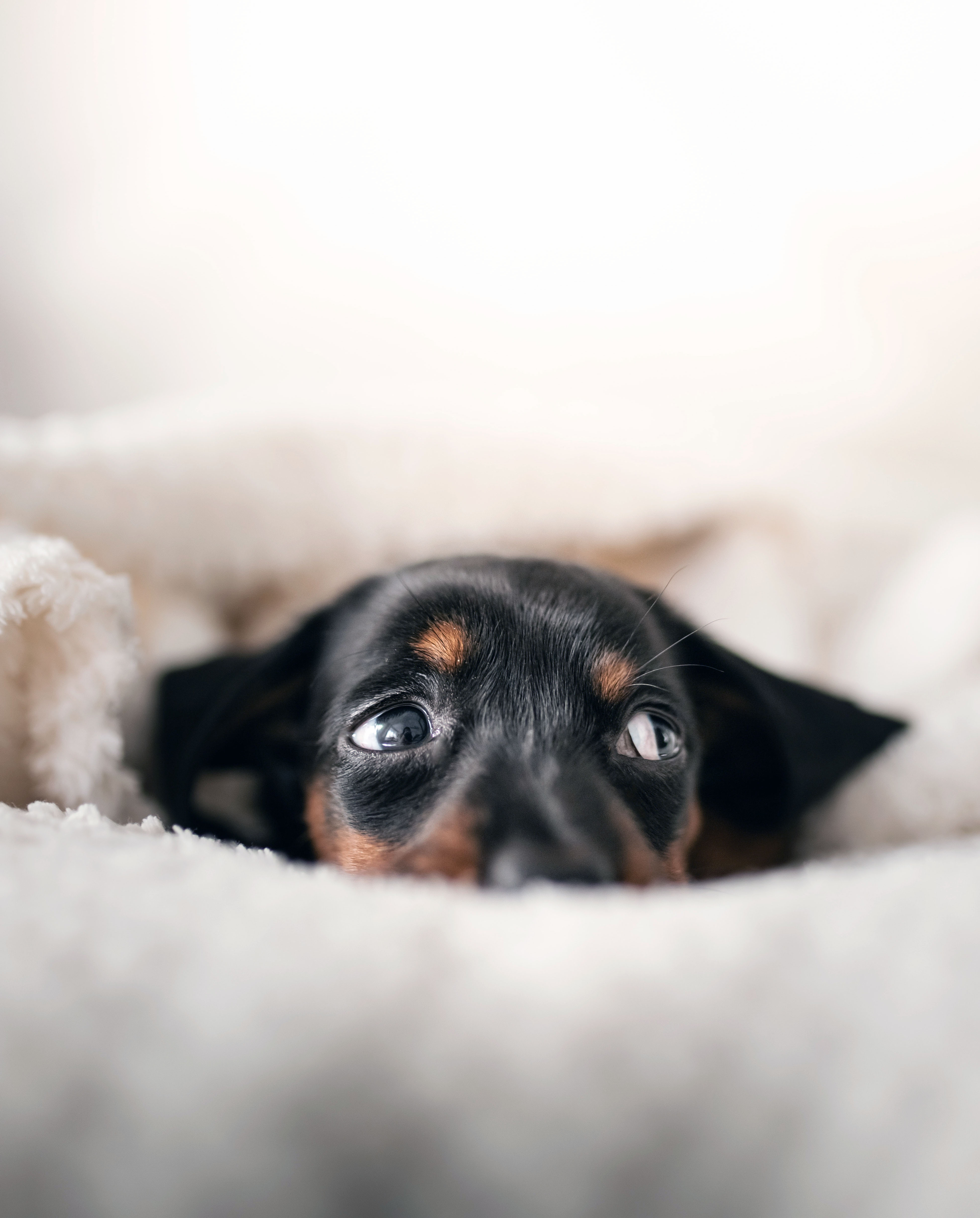 Köpeklerde Alerji Testi Nasıl Yapılır?