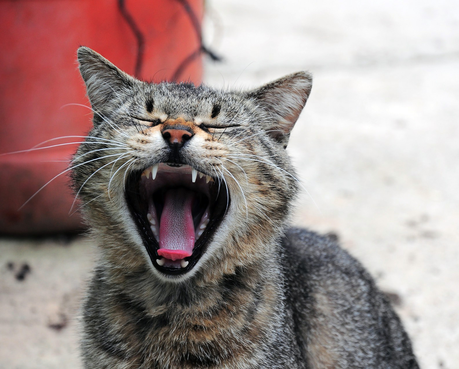 kedi kusarsa ne olur