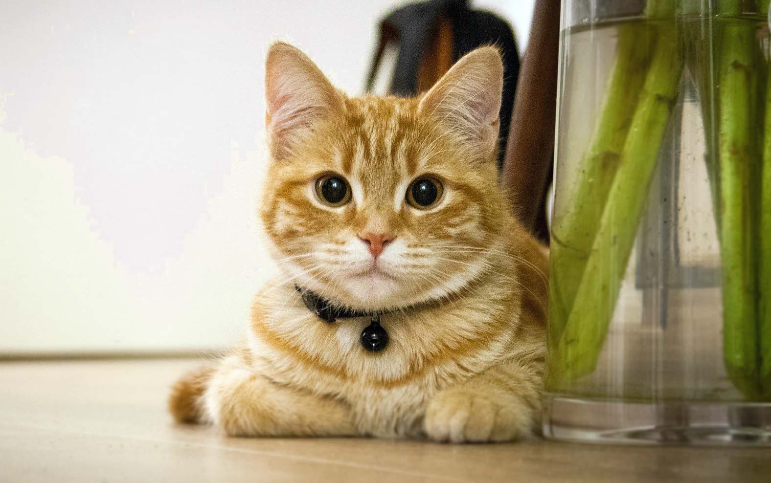 Ev İçerisinde Kedi Kokusunu Ortadan Kaldıracak Tavsiyeler