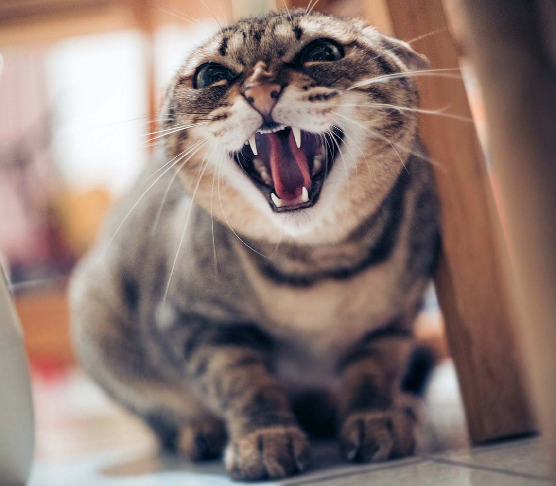 kedi bağırsak kurdu