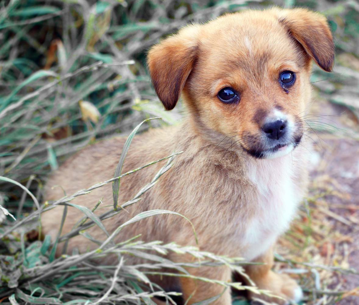 Yavru Köpeklere İsmi Nasıl Öğretilir?