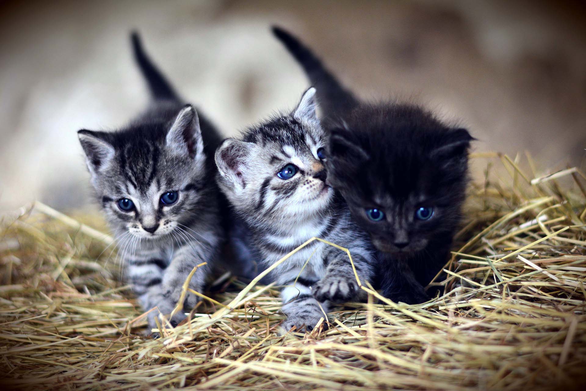 Yavru Kedi Sahiplenen Kişilerin Temel İhtiyaçları
