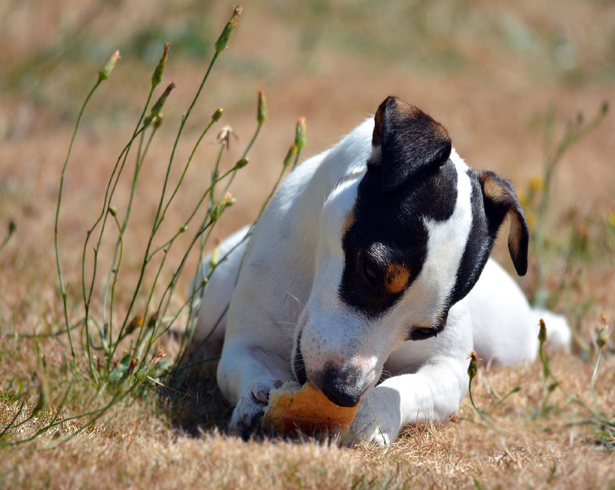 Köpekler Ekmek Yer mi? Olumsuz Etkileri Nelerdir?