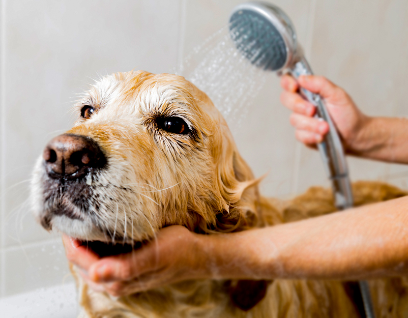 Yavru Köpekler Nasıl Yıkanır? Ve Dikkat edilmesi Gereken