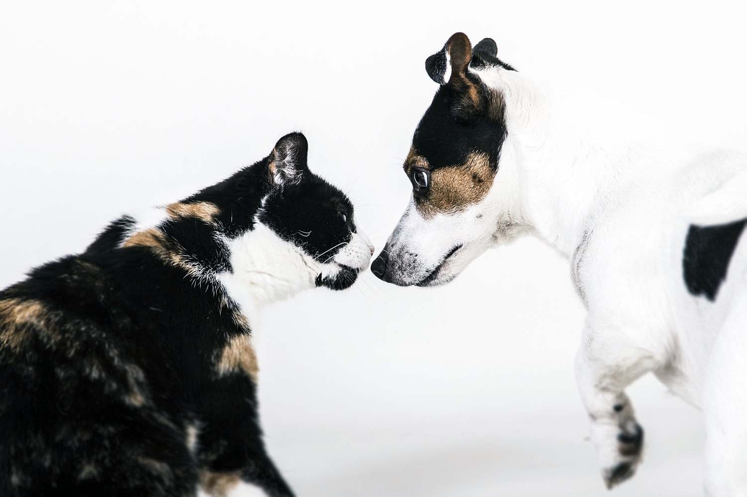 Kedi veya Köpek Görselleri Paylaşan Kişiler Kendini Yalnız ve Mutsuz