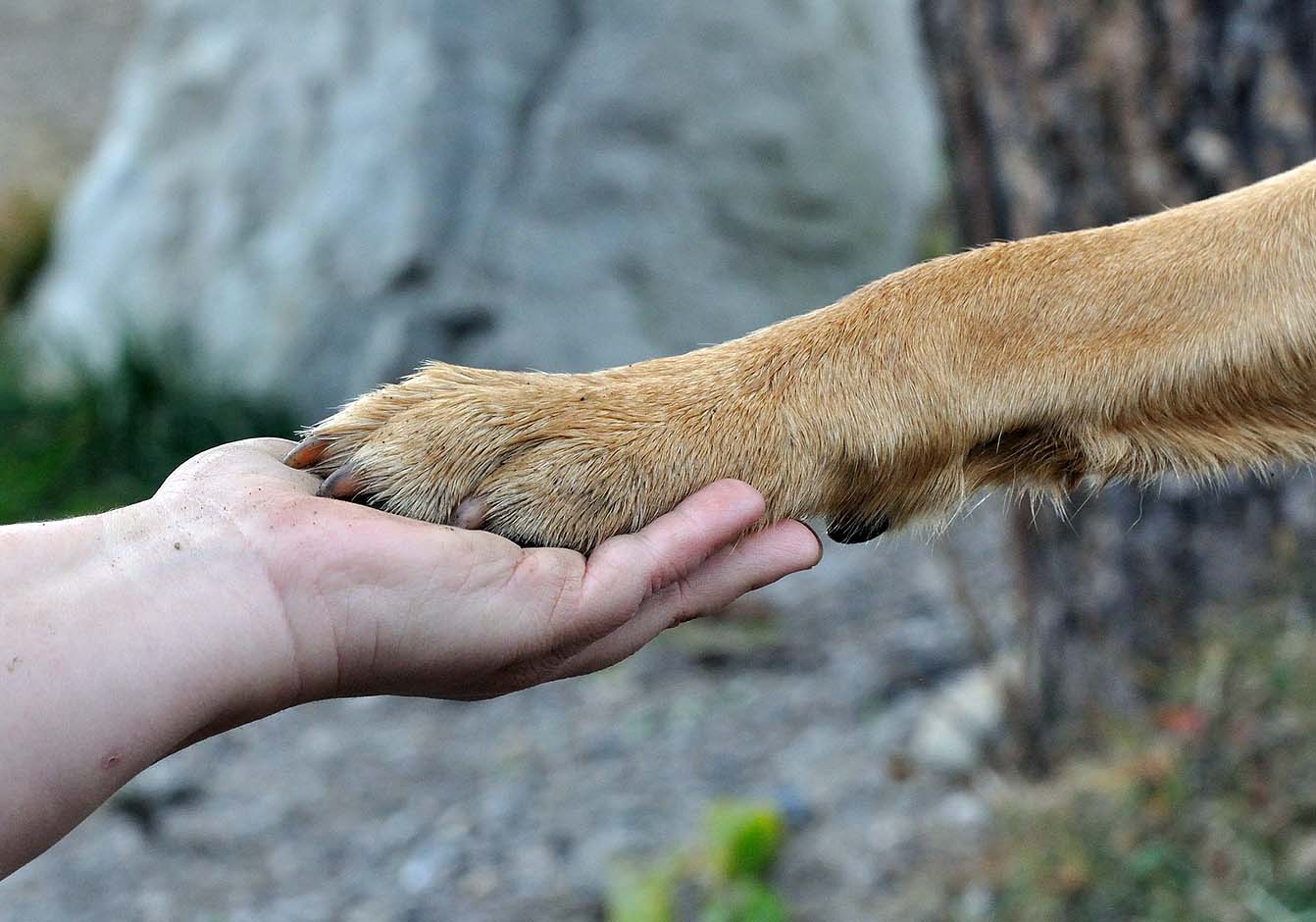 Evde Beslenebilecek 5 Köpek Irkı ve Bakımı