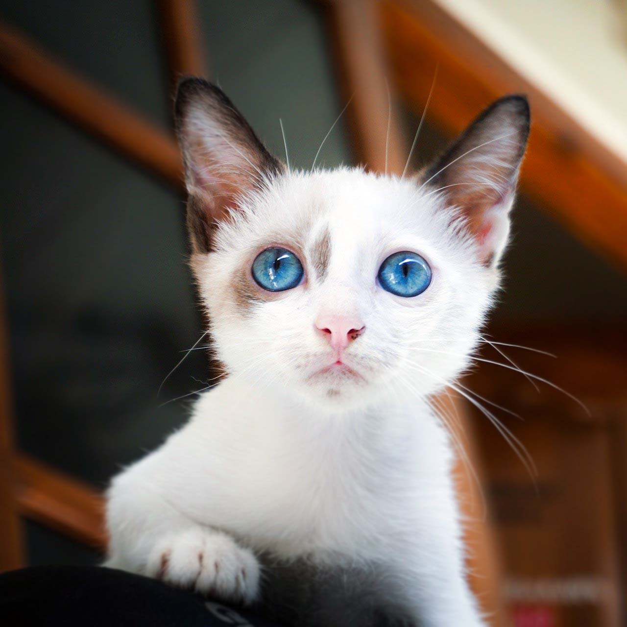 kedi maltı ne sıklıkla verilmeli