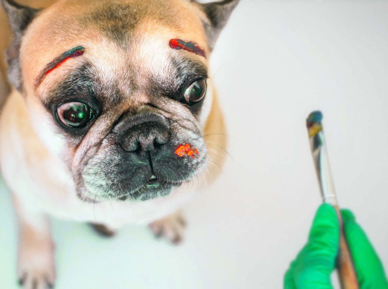 Köpeklerin Kısırlaştırılması İçin En Uygun Yaş Nedir?