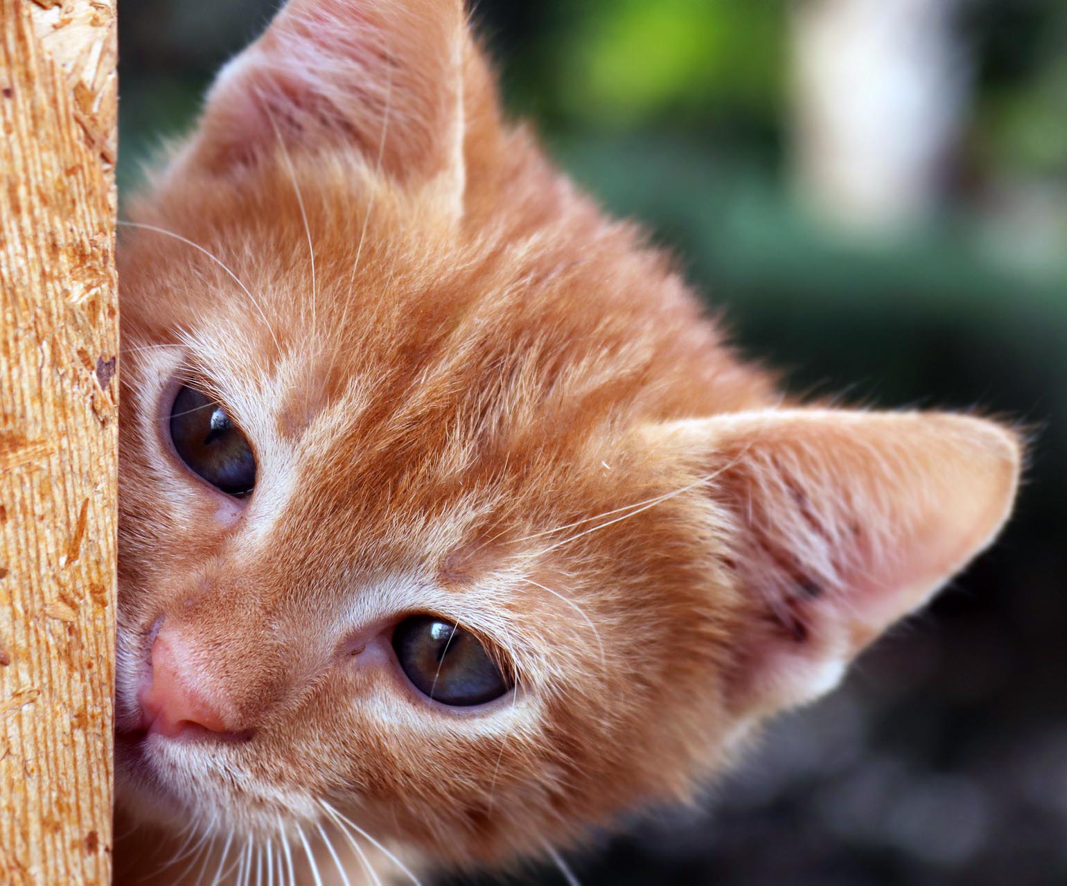 Kediler Neden Biz İşe Giderken Uyurlar?