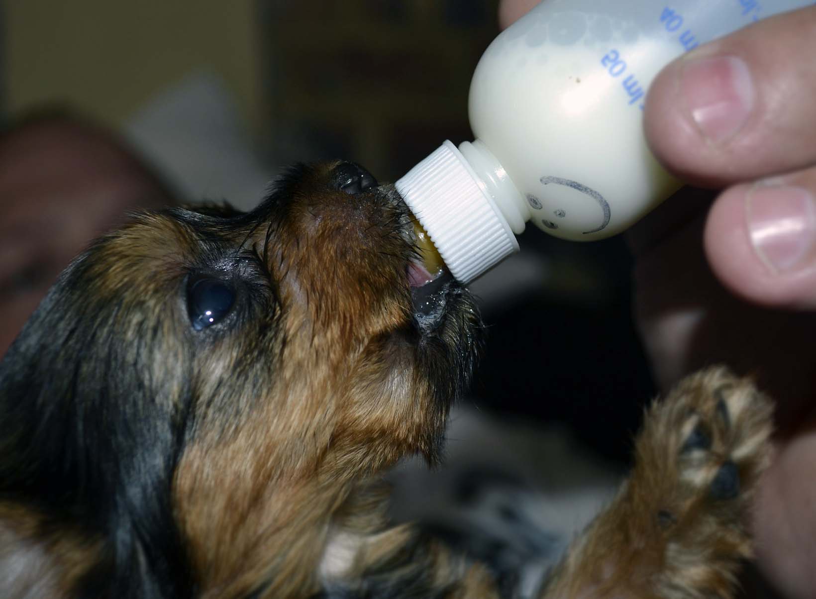 Yavru Köpekler Hangi Şartlarda Süt Tozuyla Beslenmelidir?