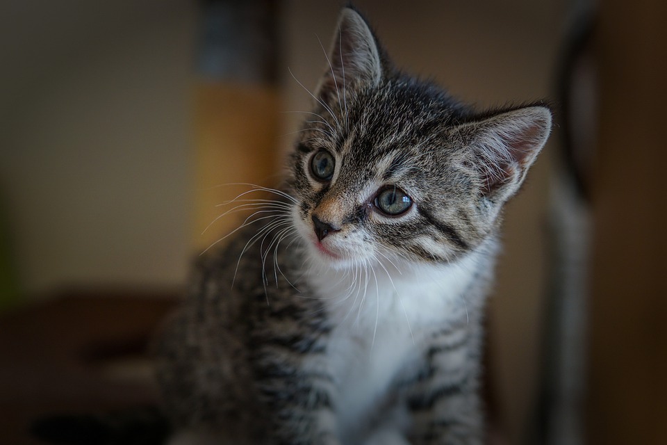 18 Maddede Kedinizin Sizi Sevdiğini Gösteren Davranışlar