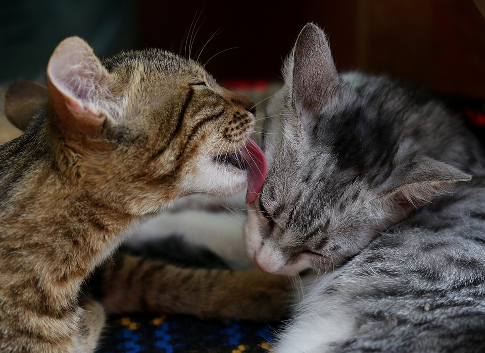 10 Maddede Bir Evde Neden 2 Kedi Olmalı?
