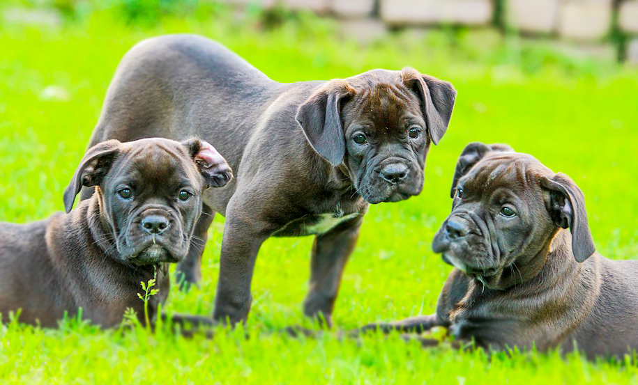 Yavru Köpekler Ne Zaman Kuru Mamaya Geçebilir?