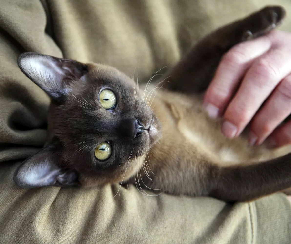 En Uzun Ömürlü 7 Kedi Irkı