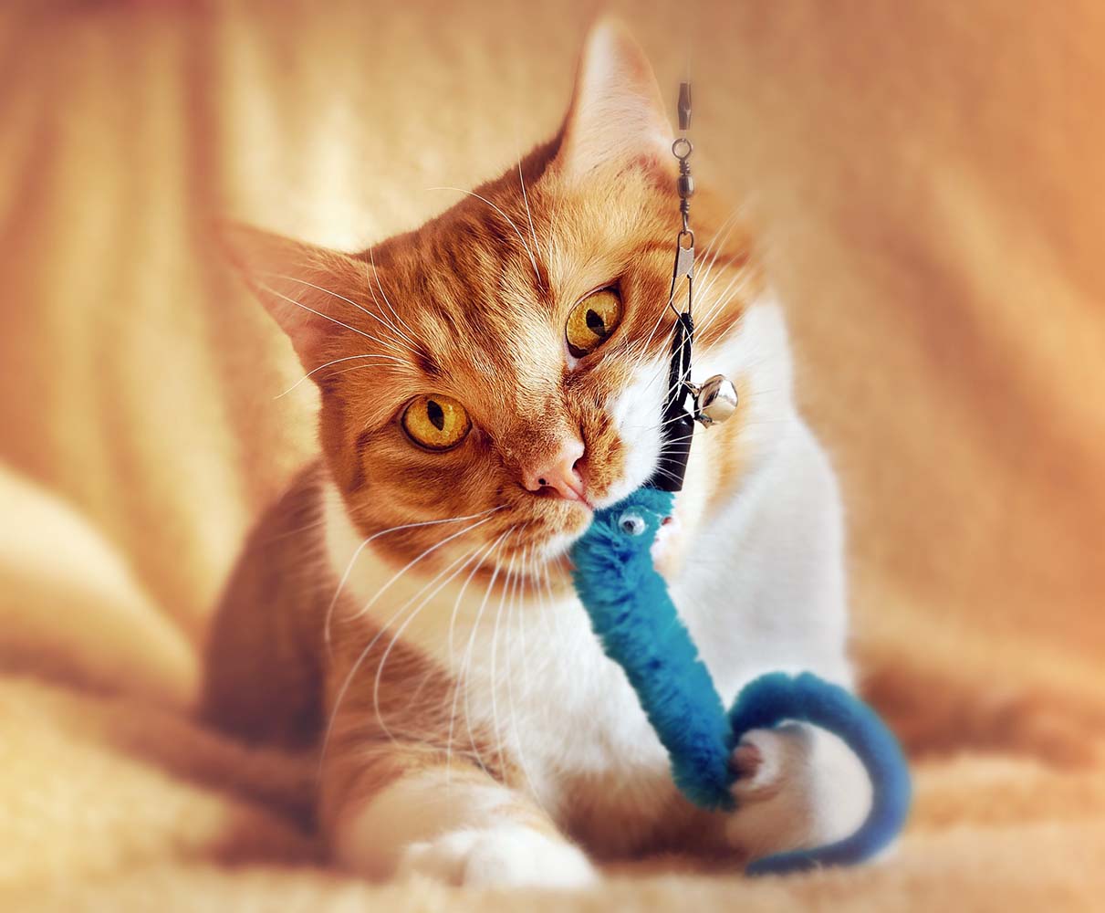 Kediler Neden Böcekleri Avlamak İster?