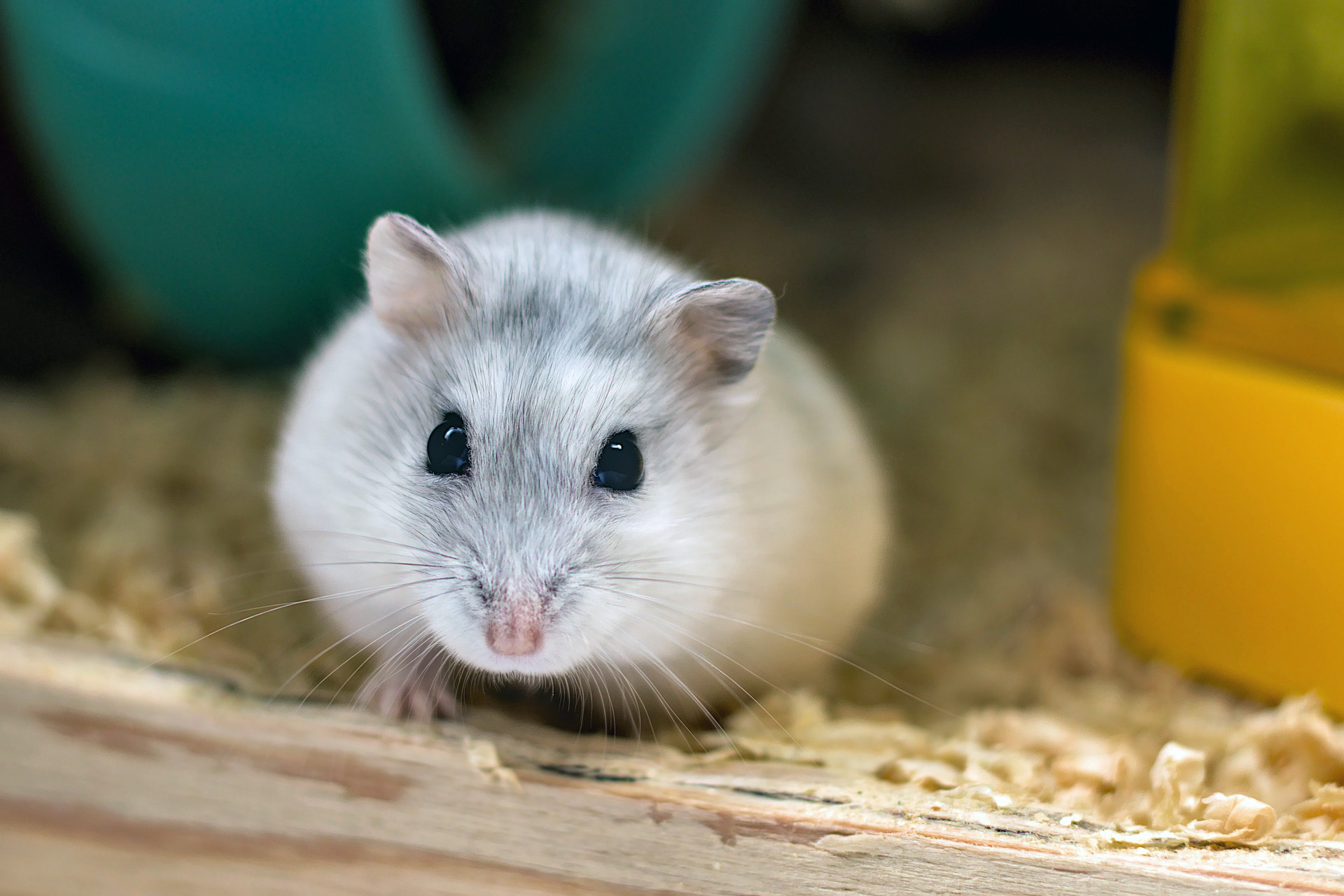Hamster Sizin için Doğru Bir Evcil Hayvan mı?