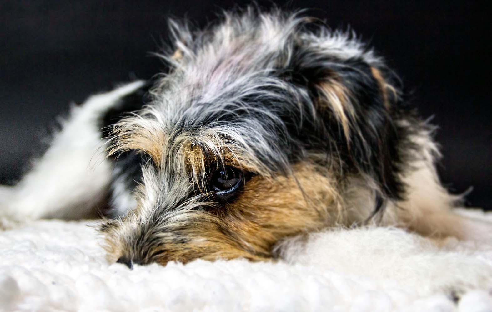 Köpeklerde Davranış Problemleri Saklanma ve Saklama