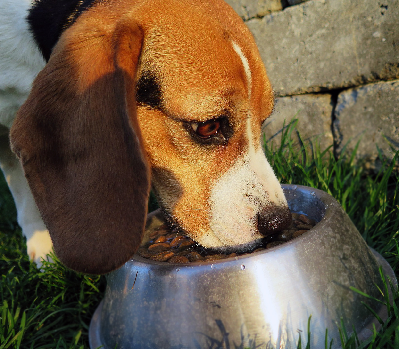 köpekler ne zaman doğurur