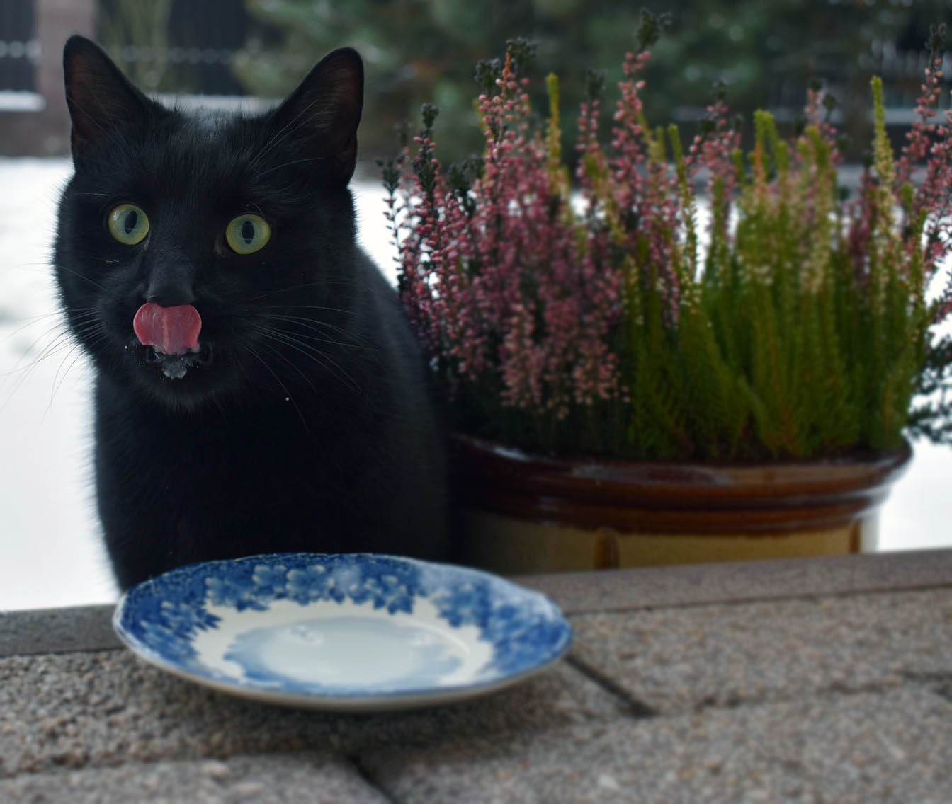 Yaş Kedi Mamalarının Faydaları Nelerdir?