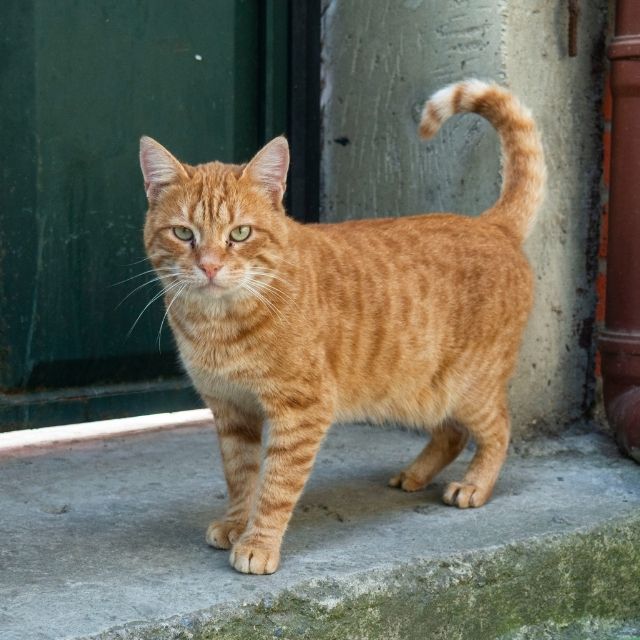 Sarman Kediler Hakkında İlginç Bilgiler