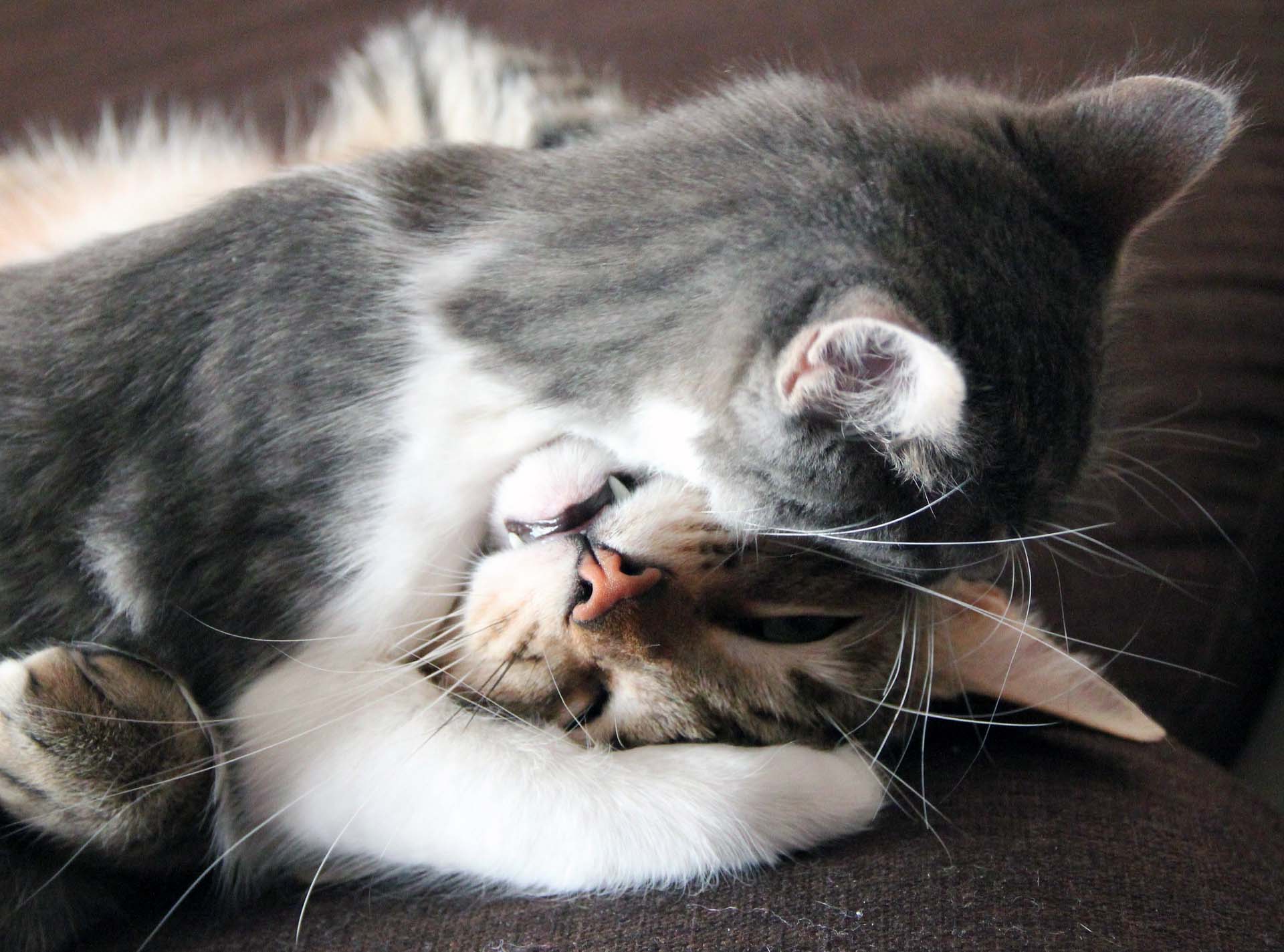 Котики обнимаются. Кошки любовь. Милые котики любовь. Что любят кошки.